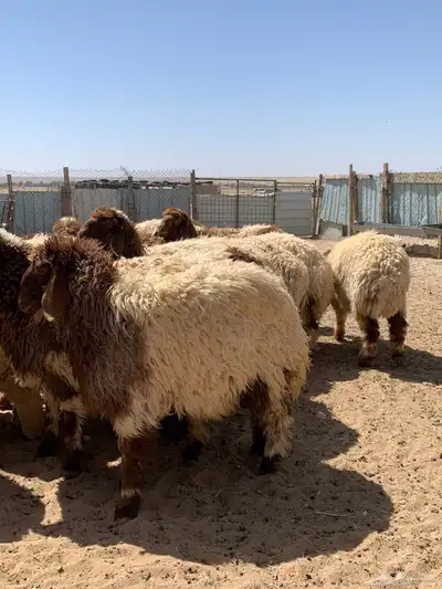 ذبايح للبيع 0