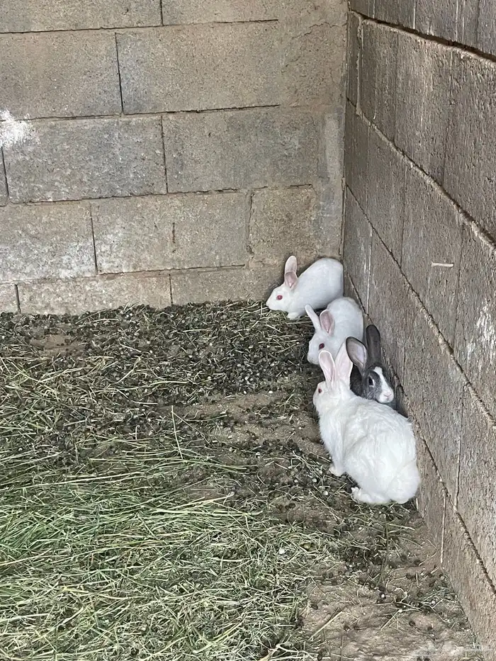 ارانب فرنسي وايطالي 2