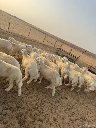 بهم حري ( تم البيع ) 3