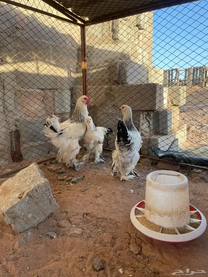 طقم براهما كولمبي 2