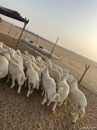بهم حري ( تم البيع ) 2