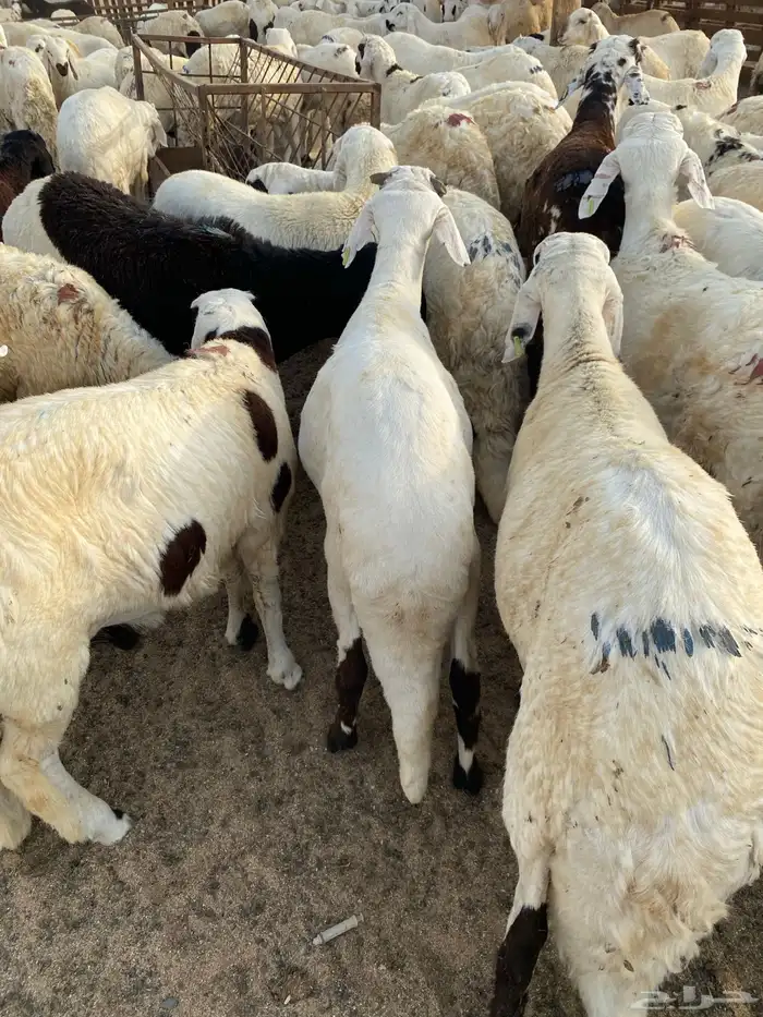 تم البيع 0
