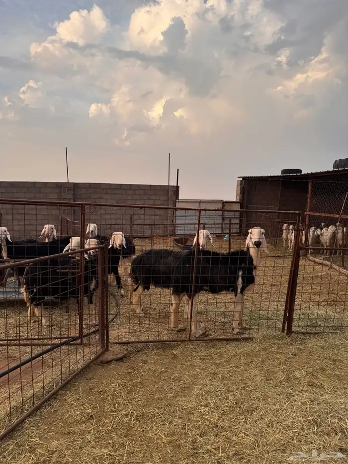 مزرعة للبيع 4