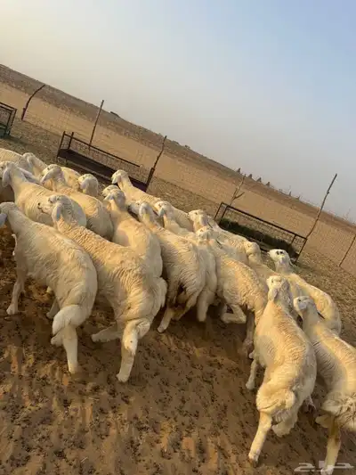 بهم حري ( تم البيع ) 4