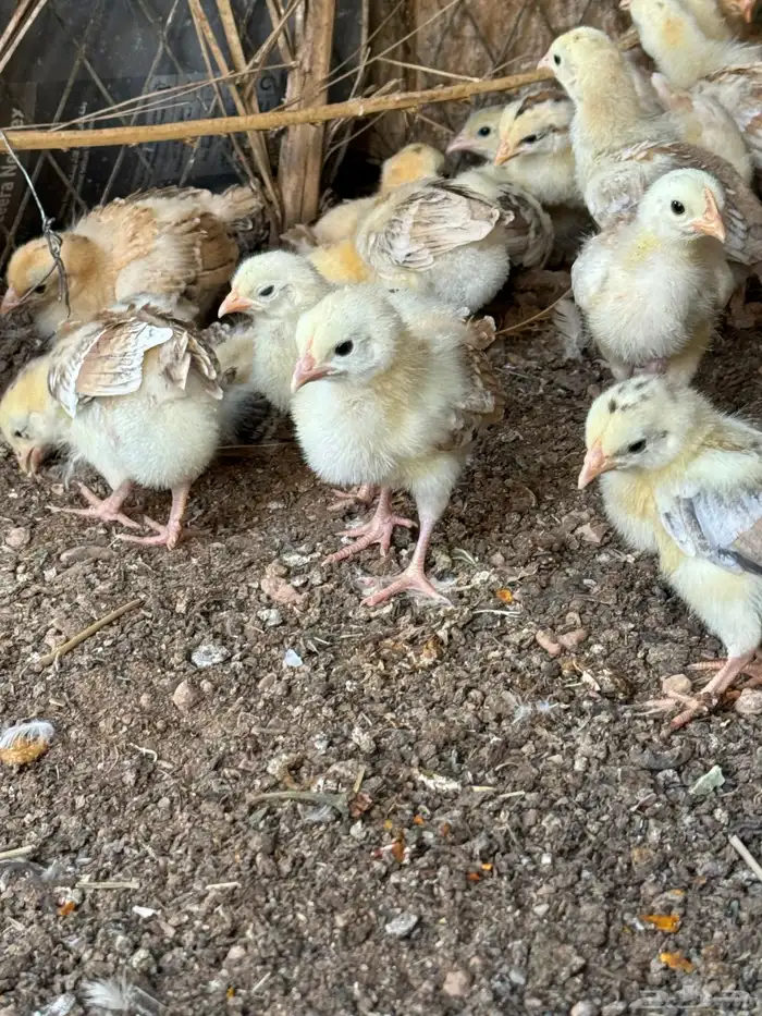 صوص بلدي عمر اسبوعين 3
