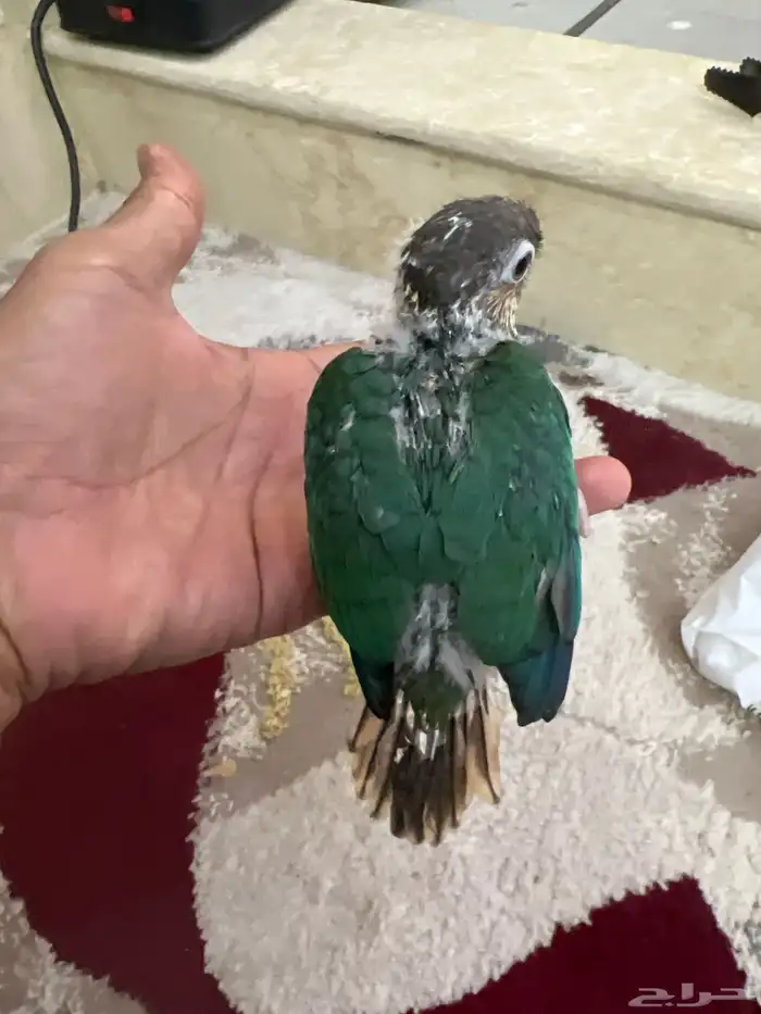 فروخ كنيور ودره هندي اخضر 1