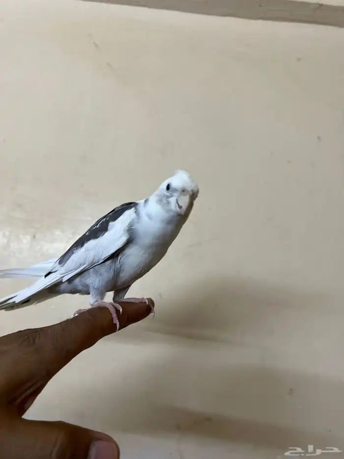طيور كروان هولندي 0