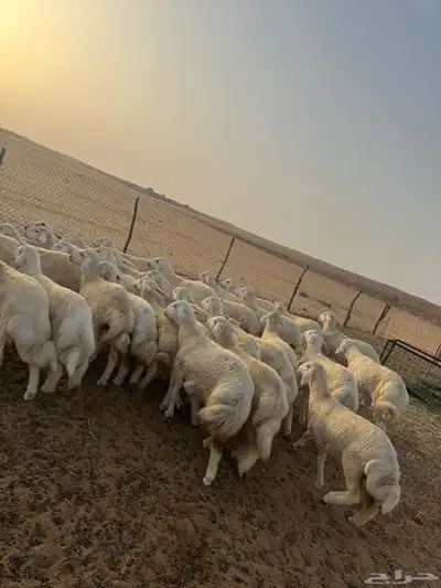 بهم حري ( تم البيع ) 1