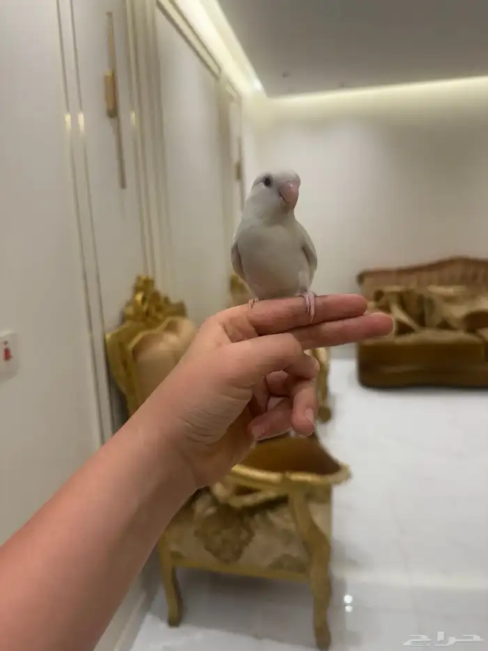 ببغاء روز اليف هدد نشبه البينو عيون حمر 0