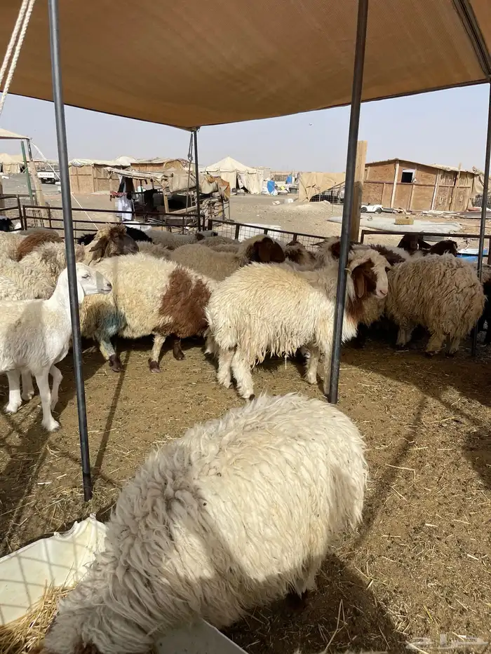 غنم نعيمي طازج وجبر 4