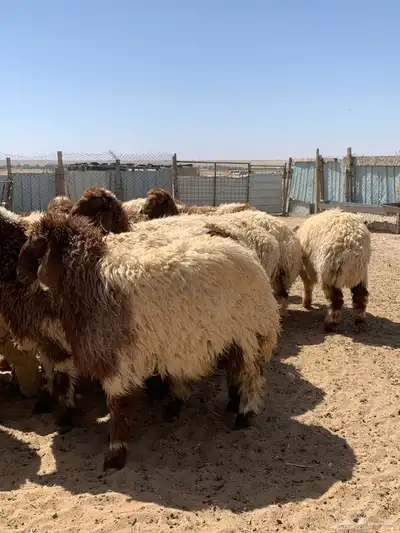 ذبايح للبيع 2