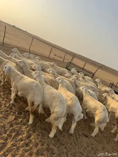 بهم حري ( تم البيع ) 0