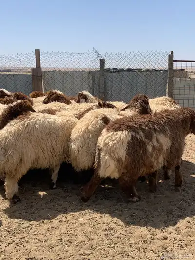 ذبايح للبيع 1