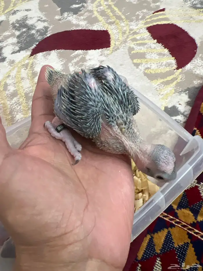 فروخ كنيور ودره هندي اخضر 3