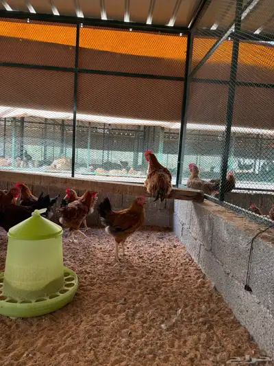 ديوك فرنسية للبيع 0