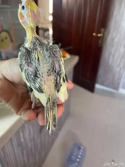فرخ كروان 2
