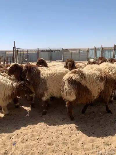 ذبايح للبيع 1