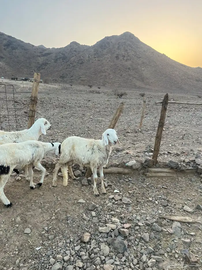 طليان ضحايا ( تم البيع) خارج الموقع 6