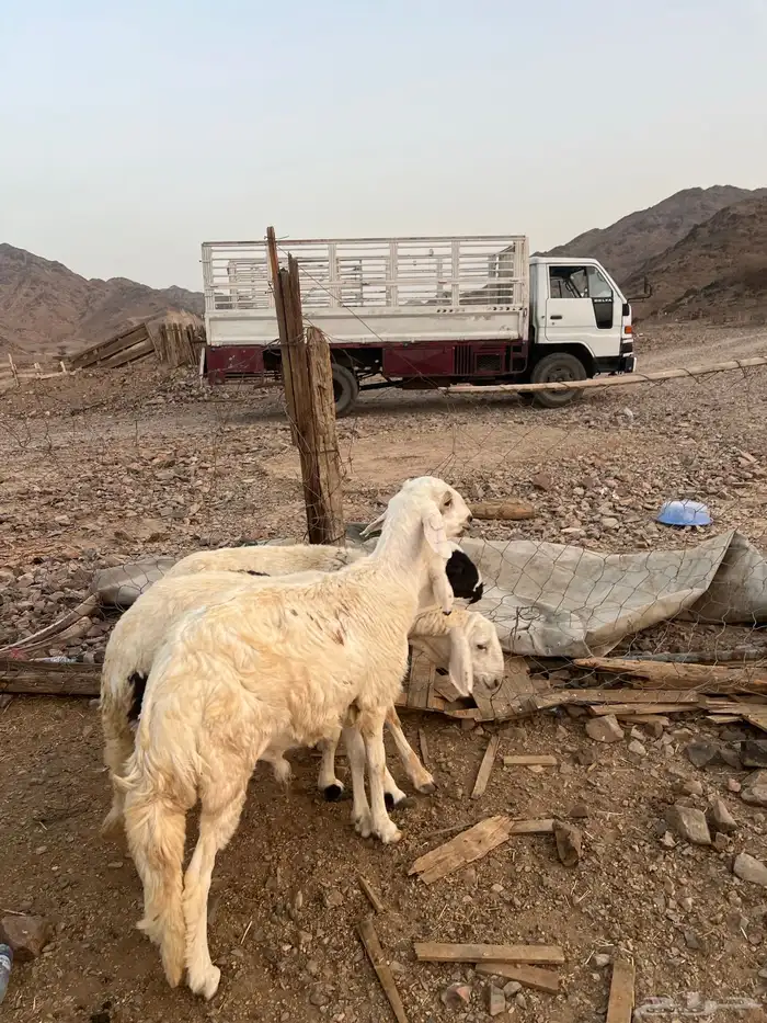 طليان ضحايا ( تم البيع) خارج الموقع 0