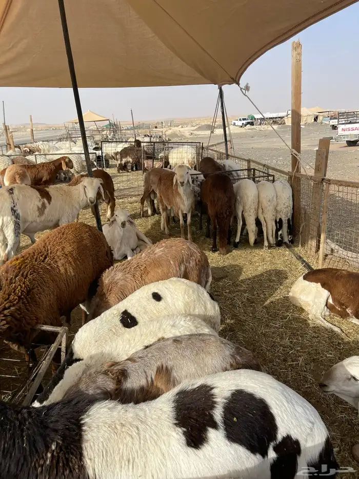 غنم نعيمي طازج وجبر 12