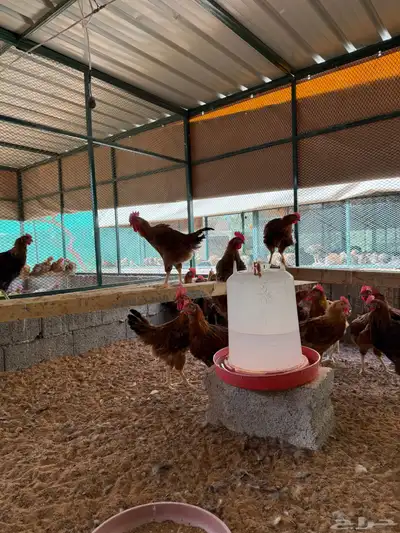 ديوك فرنسية للبيع 3