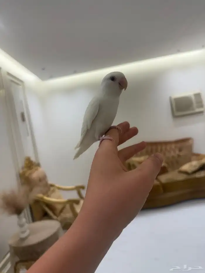 ببغاء روز اليف هدد نشبه البينو عيون حمر 3