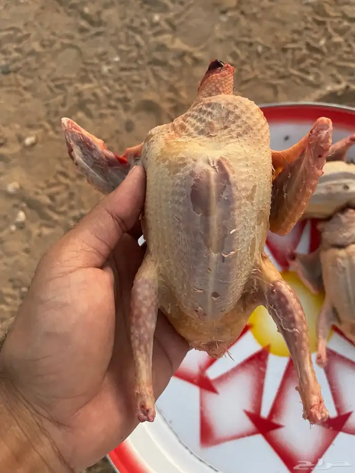فروخ حمام 2
