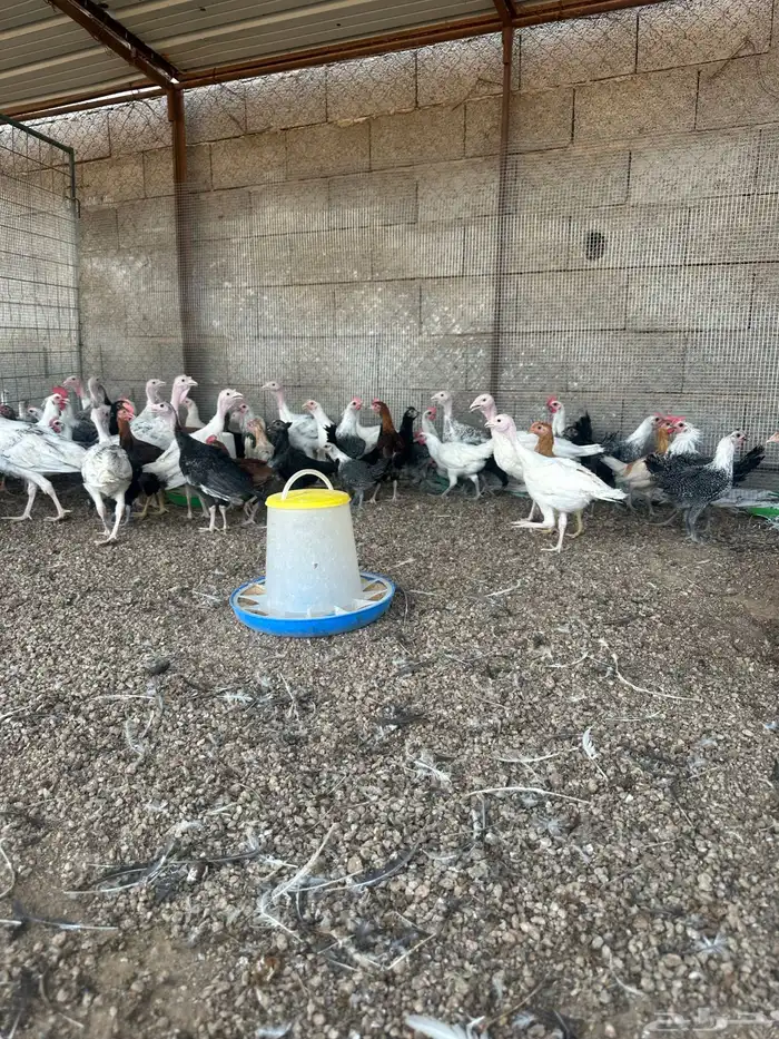 دجاج بلدي وفيوم ورومي وبط للبيع 8