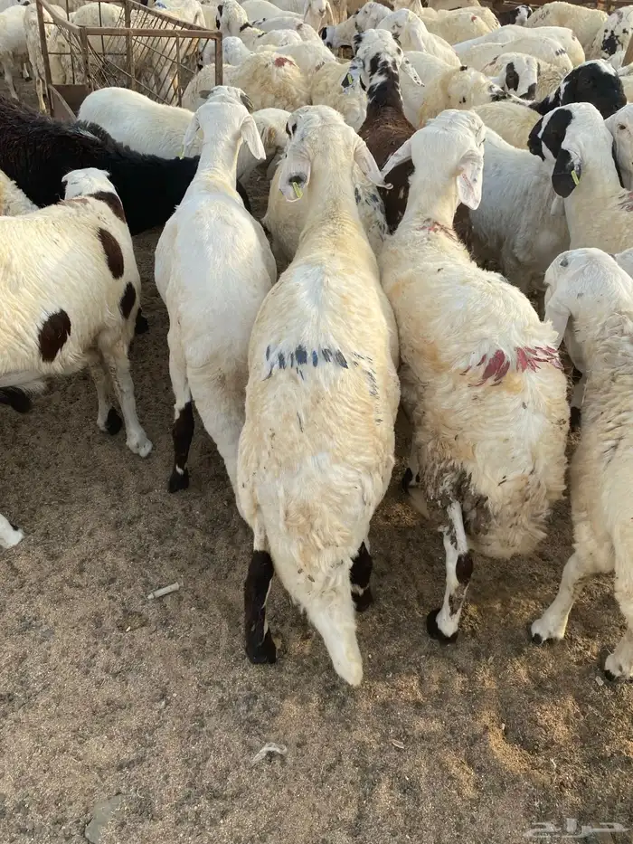 تم البيع 1
