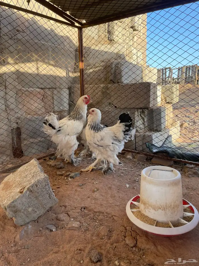 طقم براهما كولمبي 1