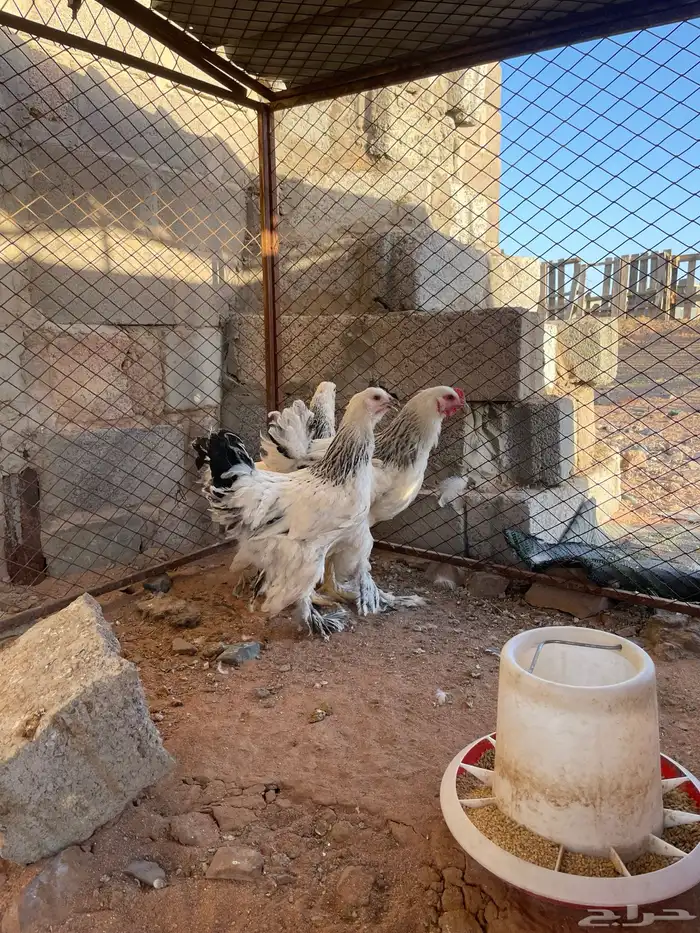 طقم براهما كولمبي 0