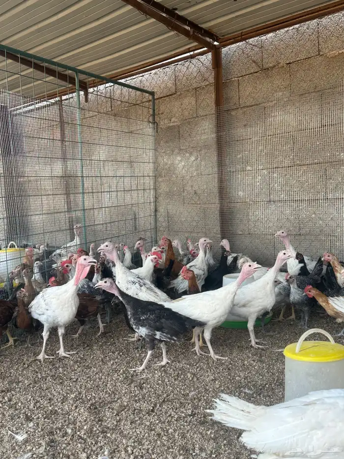 دجاج بلدي وفيوم ورومي وبط للبيع 4