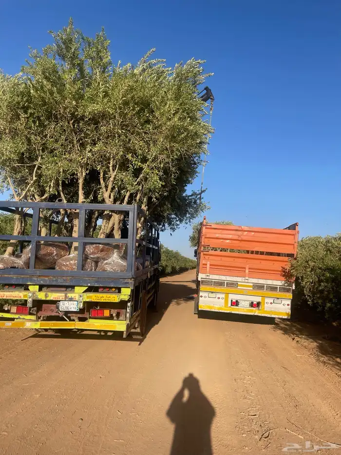 اشجار زيتون 6