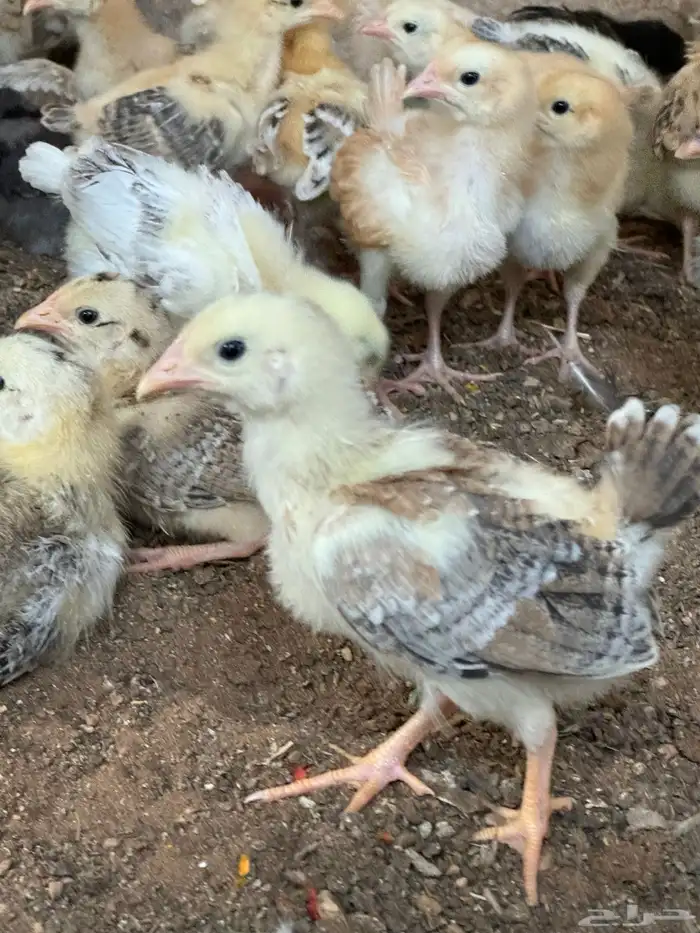 صوص بلدي عمر اسبوعين 1