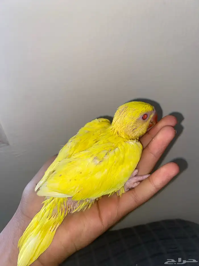 فرخ دره اصفر غر 0