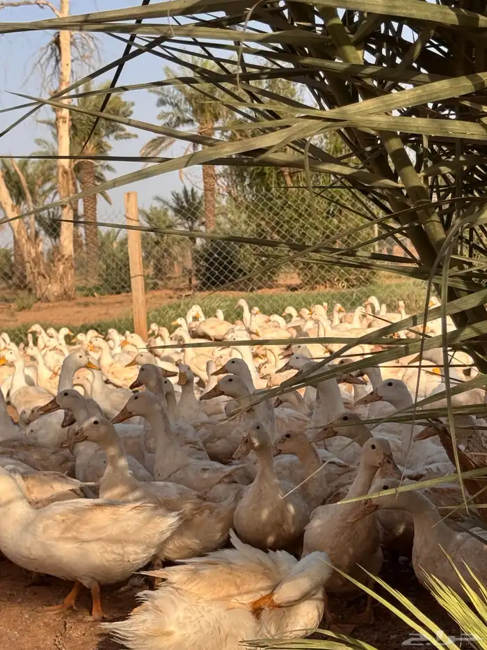 مشروع بط بكيني بياض سوبر جامبو 2