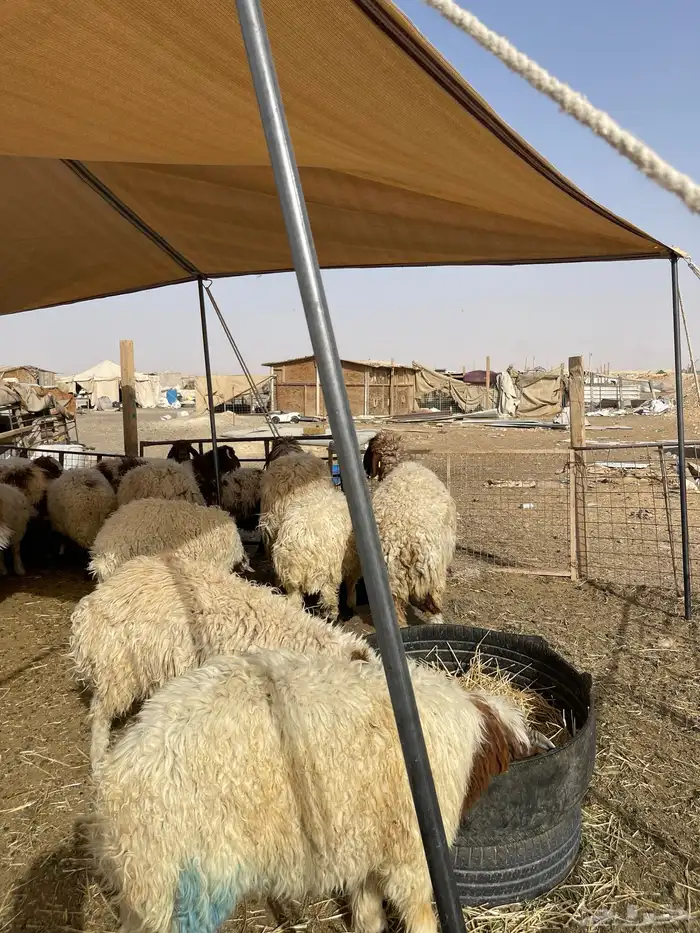 غنم نعيمي طازج وجبر 2