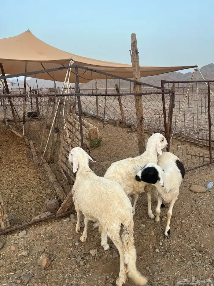 طليان ضحايا ( تم البيع) خارج الموقع 3