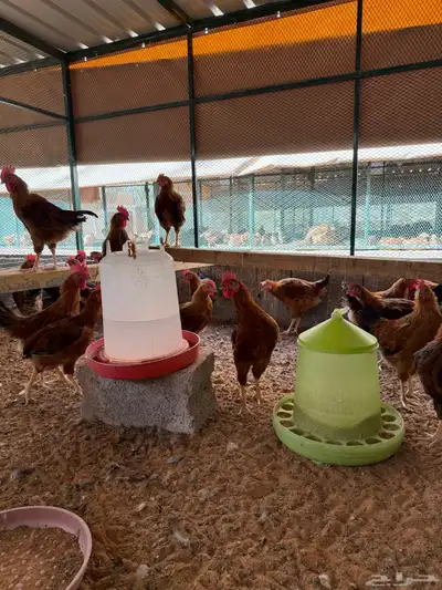 ديوك فرنسية للبيع 1