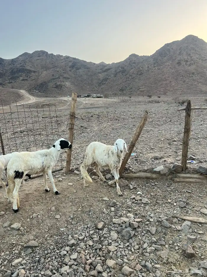 طليان ضحايا ( تم البيع) خارج الموقع 5
