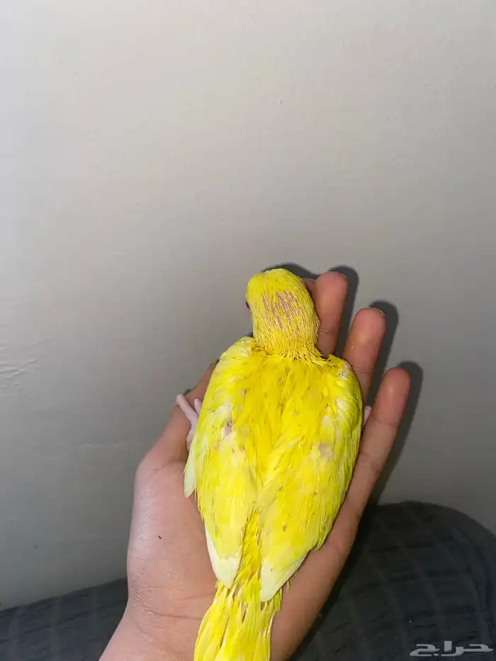 فرخ دره اصفر غر 1