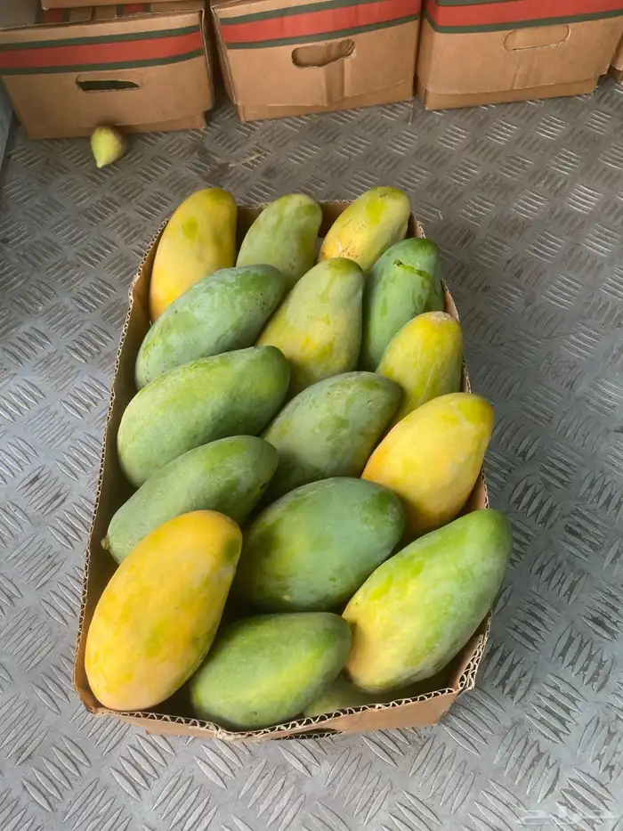 مانجو جازان من مزارعنا لباب بيتك 0