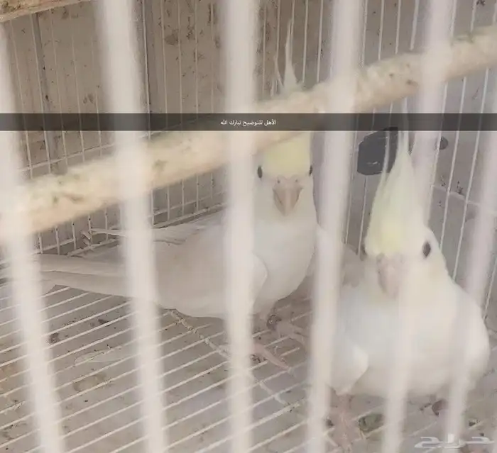 فروخ كريمي فيس عيون حمر 1
