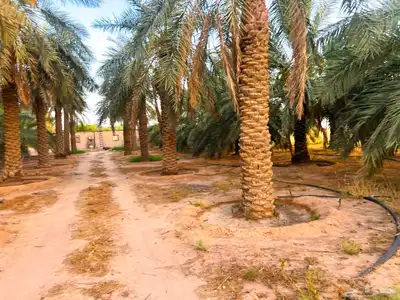 مزرعة للبيع جاهزة في البطين 12