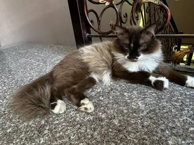 للبيع قطط نوع هملايا اعمارهم اقل من شهر 2