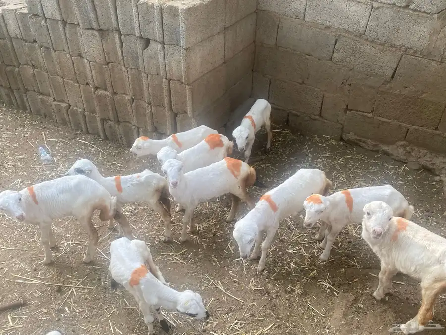 ضان بلدي 1