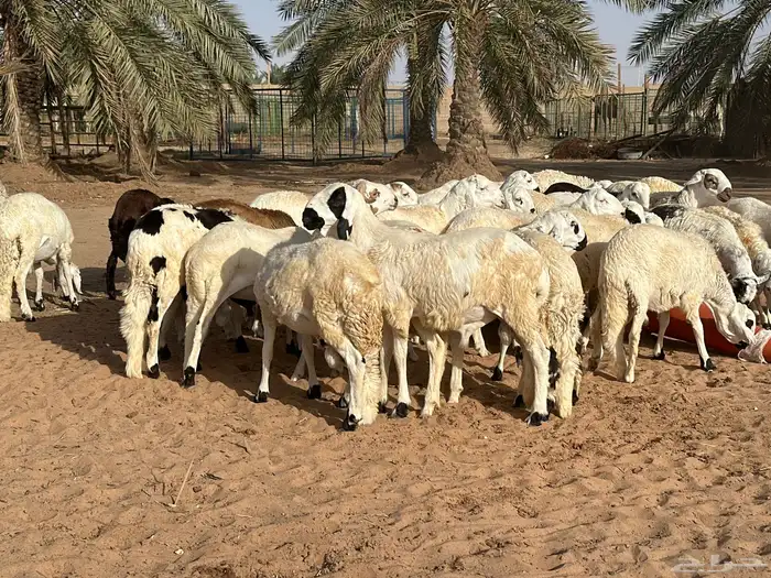 ذبائح سواكن بيض تربيه 1