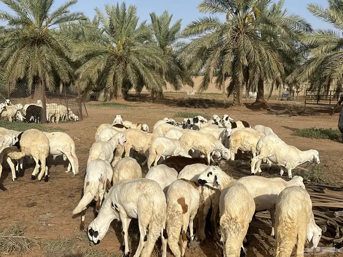 طليان سواكن بيض دبازين مرابي 3