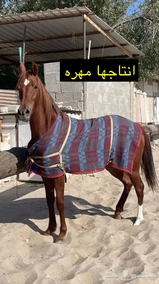 فرس شعبيه ومهرتها 1