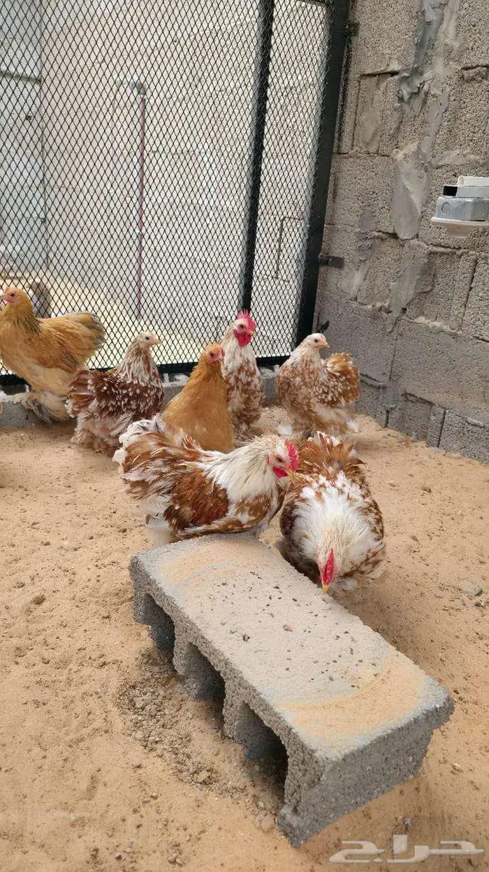 دجاج كوشن أمريكي أصول خوارج 3